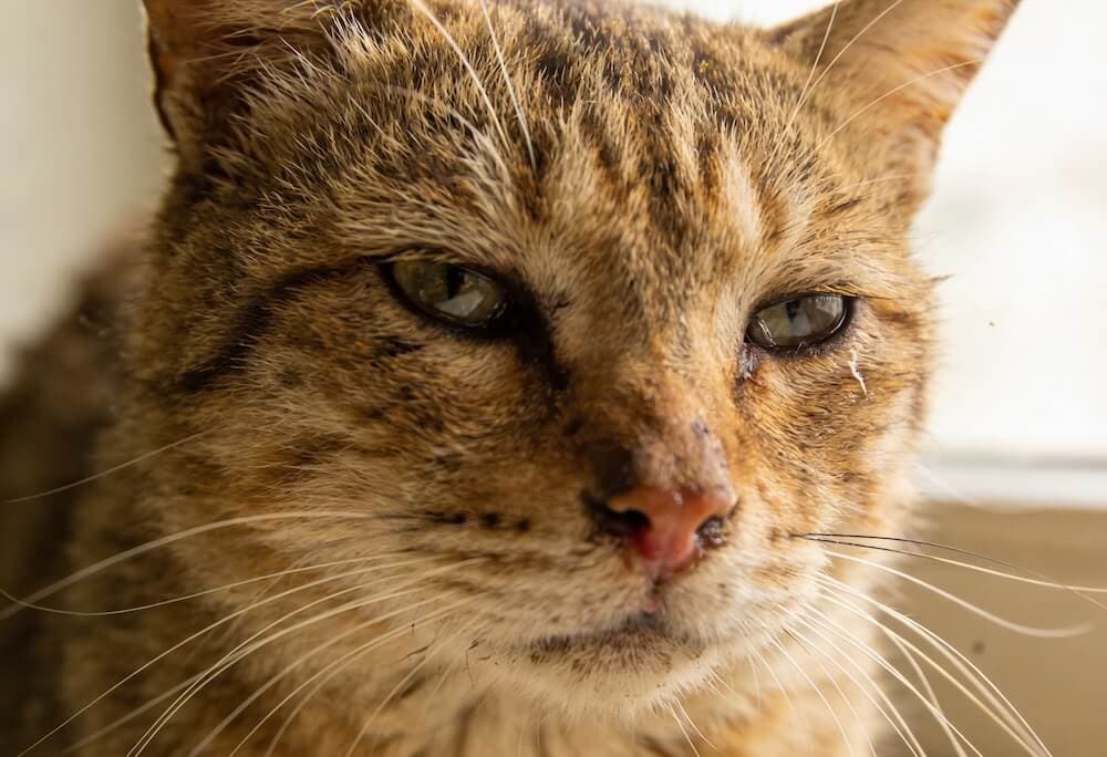 Kranke Katze — Symbolbild für die Folgen von Parasitenresistenz